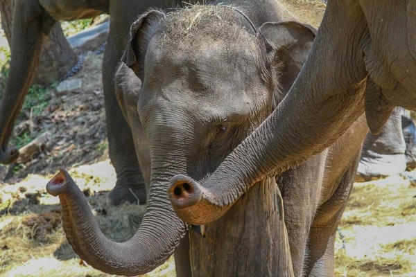 Nahaufnahme Eines Kleinen Elefanten Sonnenlicht — Stockfoto