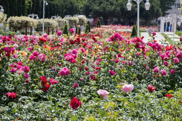 Eine Schöne Aufnahme Einer Gasse Voller Bunter Blumen Einem Park — Stockfoto