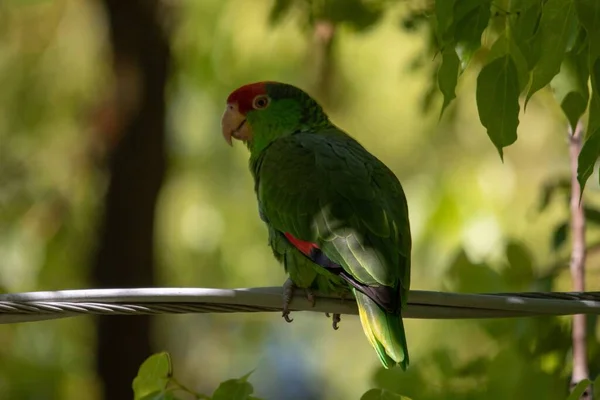 Primer Plano Loro Verde Rojo Sentado Alambre Cerca Del Árbol — Foto de Stock