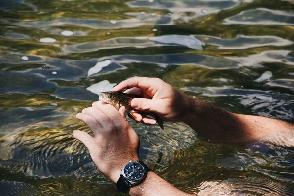 Närbild Fiskare Med Liten Fisk Händerna — Stockfoto