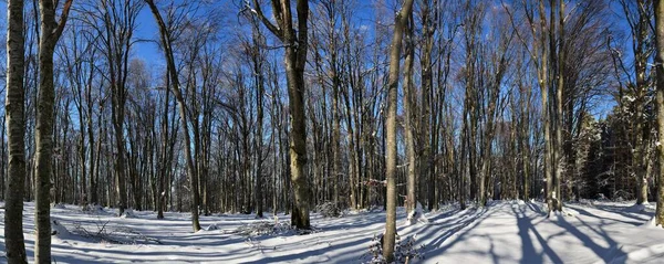 Дерева Лісі Оточені Снігом — стокове фото