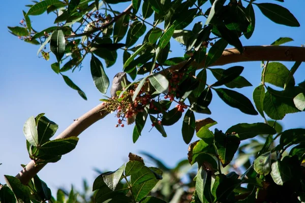 Ευρασιατικό Blackcap Warbler Bird Sylvia Atricapilla Τρέφεται Μούρα Ένα Δέντρο — Φωτογραφία Αρχείου