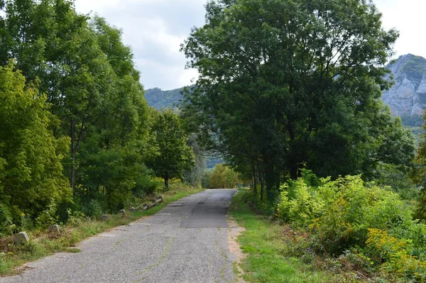 Una Strada Nel Verde Della Foresta Con Una Montagna Sullo — Foto Stock