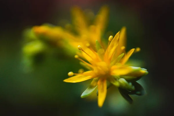 Primer Plano Sedum Sexangulare Flor Sobre Fondo Borroso — Foto de Stock