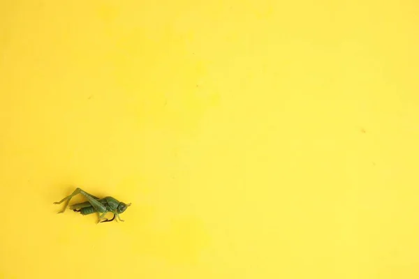 黄色の背景に釣りのタックル餌のトップビューのクローズアップショット — ストック写真