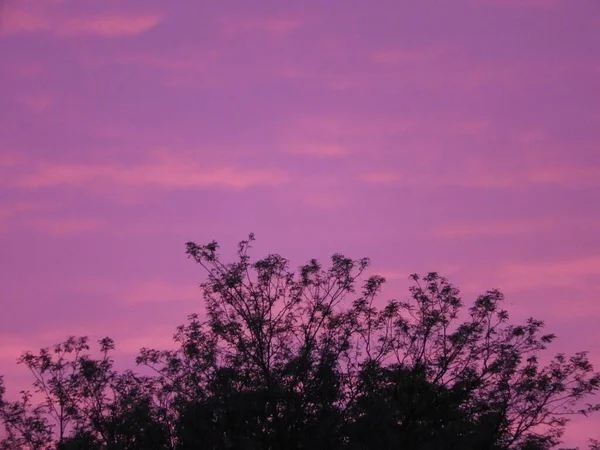 鮮やかな紫のピンクの夕日の空と木の枝のシルエットの美しいショット — ストック写真