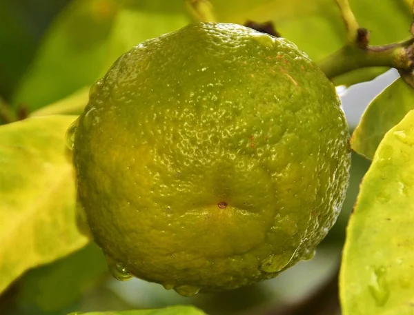 Een Close Shot Van Een Groene Sinaasappel Tak — Stockfoto