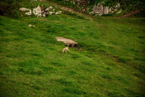 Een Prachtig Landschap Met Honden Die Spelen Groene Hellingen — Stockfoto