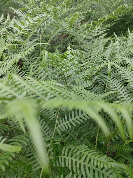 明るい緑のシダの葉の垂直閉鎖ショット — ストック写真
