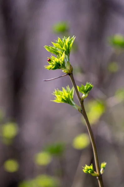Yeşil Yapraklı Bir Ağaç Dalındaki Uğur Böceğinin Yakın Plan Fotoğrafı — Stok fotoğraf