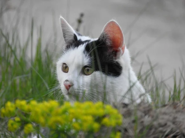 Närbild Skott Vacker Svart Vit Katt Med Gröna Ögon Kikar — Stockfoto