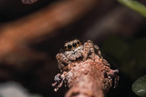 一只长着八只眼睛和毛茸茸的腿在木棍上行走的可怕的狼蛛的特写镜头 — 图库照片