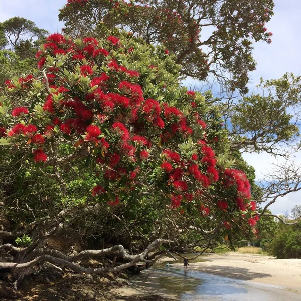 Waipu New Zealand Dec 2015 Red Pohutukawa Flowers Metrosideros Excelsa — Stock Photo, Image