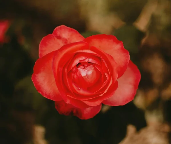 Een Closeup Shot Van Een Rode Roos Een Wazige Groene — Stockfoto
