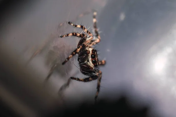 Tiro Close Uma Tarântula Com Oito Olhos Pernas Peludas Andando — Fotografia de Stock