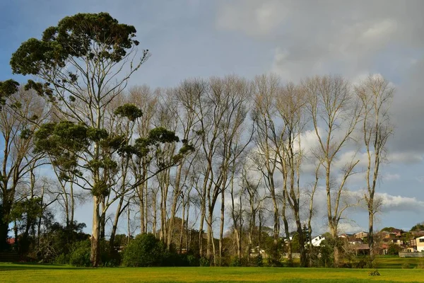 Een Park Bedekt Met Groen Omgeven Door Gebouwen Onder Een — Stockfoto