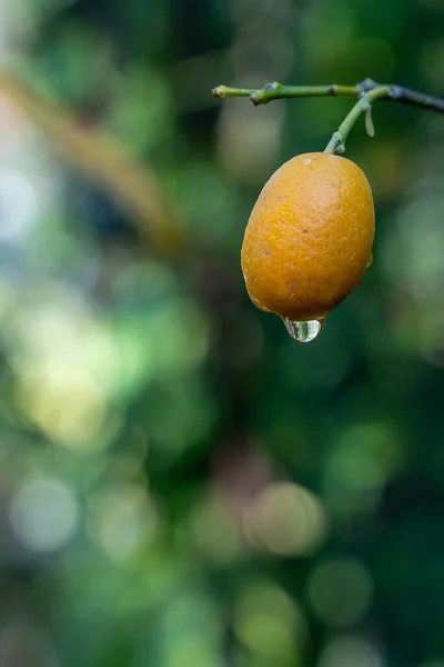 Pionowy Wybiórczy Strzał Ostrości Waterdrop Cytrynie Drzewie Zielonymi Światłami Bokeh — Zdjęcie stockowe