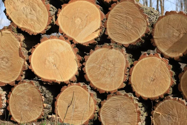 Nahaufnahme Eines Großen Stapels Gehäckselter Baumstämme — Stockfoto