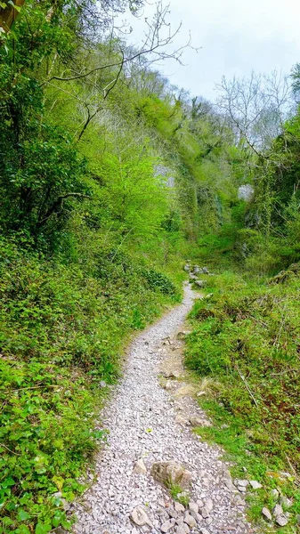 Paesaggio Sentiero Circondato Cespugli Tropicali — Foto Stock