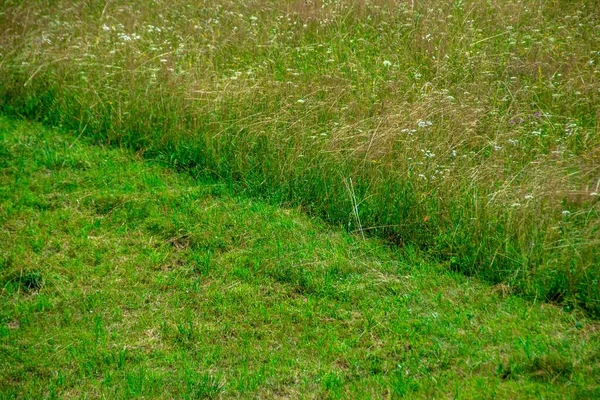 Närbild Ett Fält Med Gräs Klippt Hälften Dagen — Stockfoto