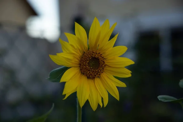 Een Close Van Zonnebloem Onder Lichten Met Een Wazige Achtergrond — Stockfoto