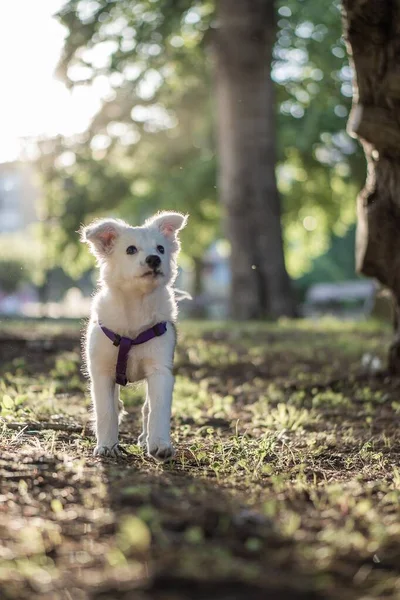 Pionowe Płytkie Ujęcie Białego Psa Fioletową Uprzężą Parku Słoneczny Dzień — Zdjęcie stockowe