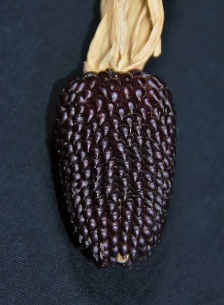 Függőleges Felvétel Egy Fekete Kukoricáról Sötét Háttér Mögött — Stock Fotó