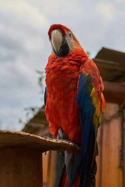 在模糊的背景下 一个色彩斑斓的红色金刚鹦鹉的特写 — 图库照片