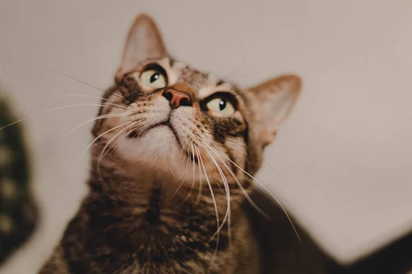 一只可爱的绿眼睛棕色的猫抬头看 — 图库照片