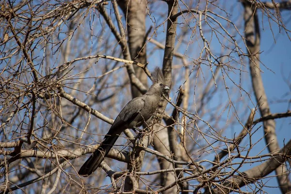 Ein Exotischer Vogel Hockte Auf Trockenen Ästen Eines Baumes Gegen — Stockfoto