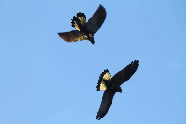 Flying Cockatoos Yellow Tailed Black Cockatoo Perfect Australian Blue Sky — Stock Photo, Image