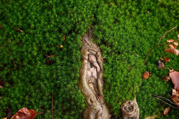 Ağaç Köklerini Çevreleyen Canlı Yeşil Yosunların Üst Görüntüsü — Stok fotoğraf