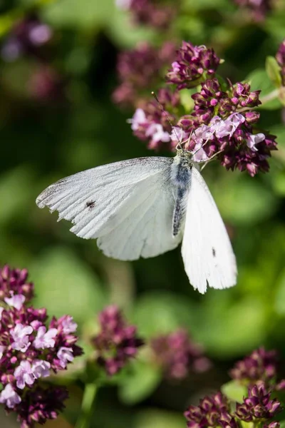 Μια Κάθετη Επιλεκτική Φωτογραφία Εστίασης Μιας Λευκής Πεταλούδας Στα Εξωτικά — Φωτογραφία Αρχείου