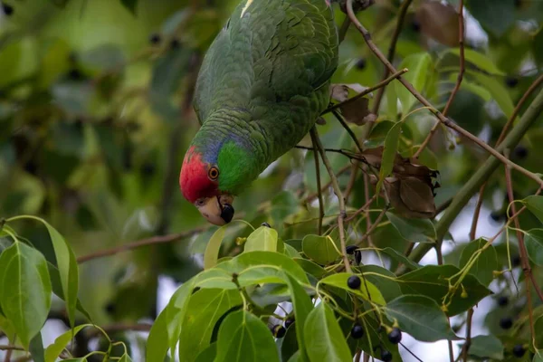 Primer Plano Loro Periquito Con Anillos Rosa Comiendo Bayas Árbol — Foto de Stock