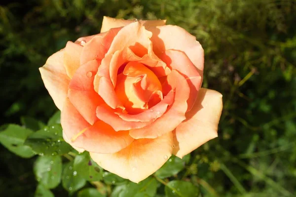 Tiro Close Uma Rosa Laranja Com Gotas Chuva Sobre Ele — Fotografia de Stock