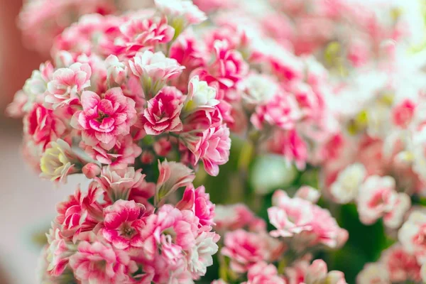 Focus Selettivo Fiori Pelargonio Rosa Bianchi — Foto Stock