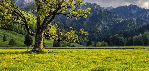 Una Amplia Toma Magnífico Árbol Medio Campo Cubierto Hierba Por —  Fotos de Stock