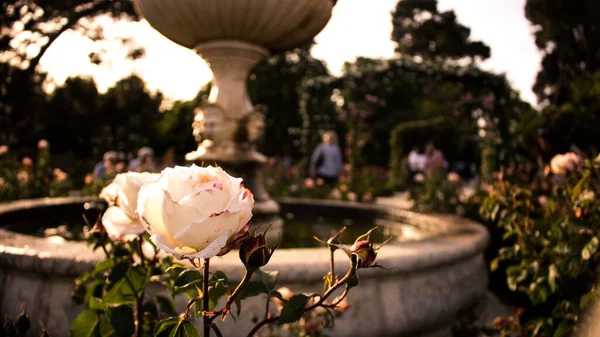 Die Wunderschön Blühenden Weißen Rosen Garten — Stockfoto