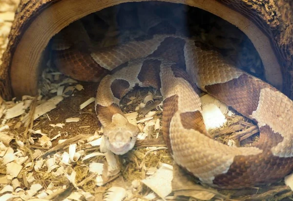 Primer Plano Una Serpiente Venenosa Cobre Zoológico —  Fotos de Stock