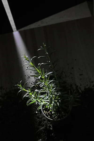 Eine Vertikale Aufnahme Einer Zimmerpflanze Vor Einer Halb Offenen Tür — Stockfoto