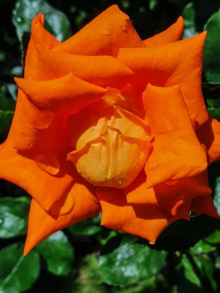 透明な雨滴に覆われた美しいオレンジ色のバラのクローズアップショット — ストック写真