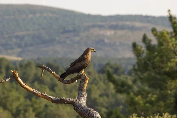 Primer Plano Pájaro Sentado Rama Árbol Bosque Capturado Día Soleado — Foto de Stock