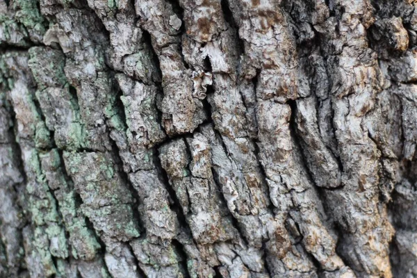 Närbild Konsistens Gammal Torr Träd Bark — Stockfoto