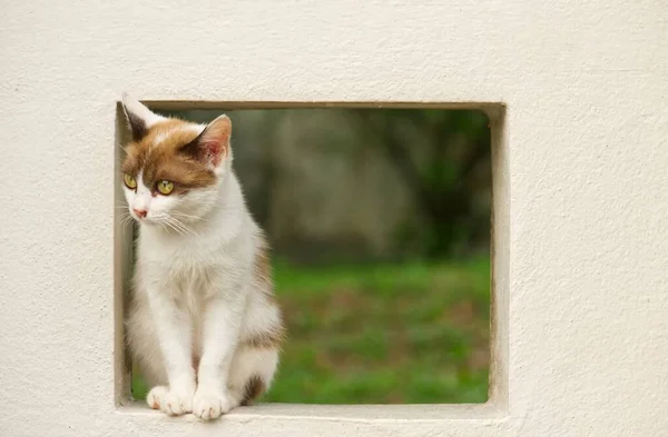 Krásné Hnědé Bílé Kotě Sedící Rámečku Bílé Stěně — Stock fotografie