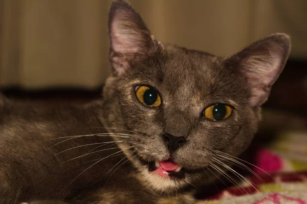Nahaufnahme Einer Grauen Katze Mit Gelben Augen Und Offenem Mund — Stockfoto