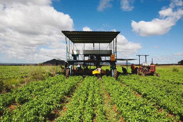 Een Oogstmachine Een Paar Arbeiders Een Basilicum Boerderij Een Zonnige — Stockfoto