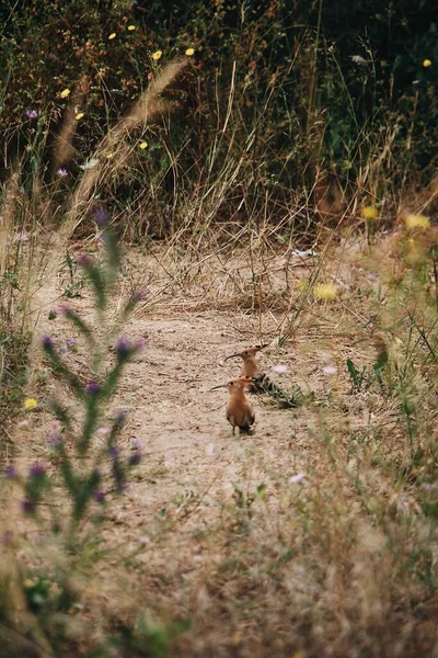 Een Zonnig Landschap Van Hoopoes Een Veld — Stockfoto