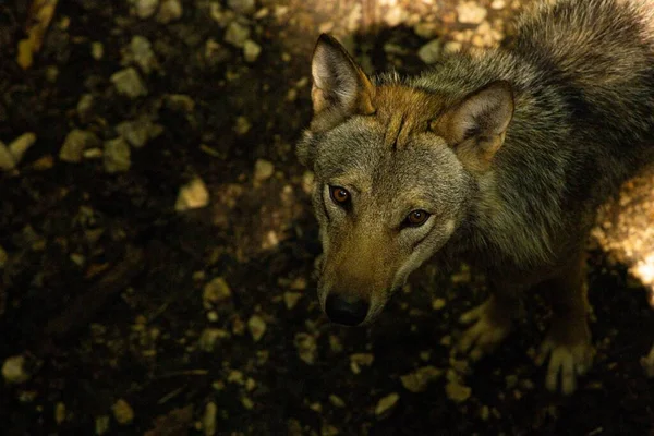 Vue Angle Élevé Coyote Regardant Dans Une Forêt Sous Lumière — Photo