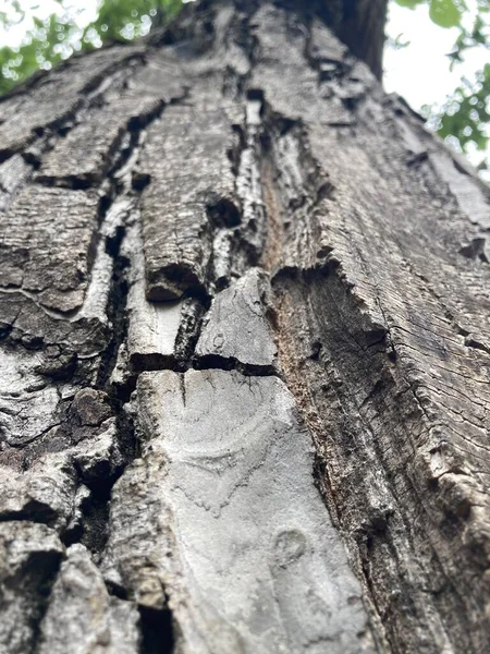 Plano Vertical Una Corteza Madera Seca Con Fondo Borroso —  Fotos de Stock