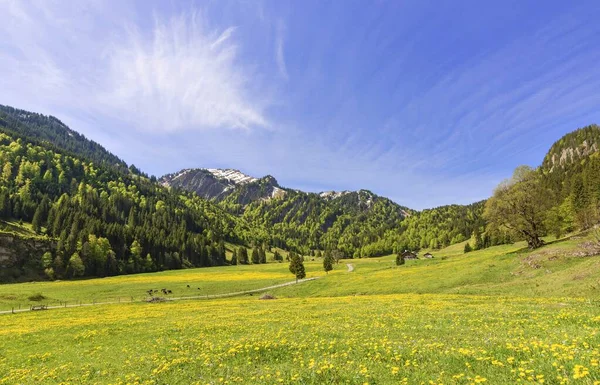 Красиві Квіти Лузі Деревами Фоні — стокове фото